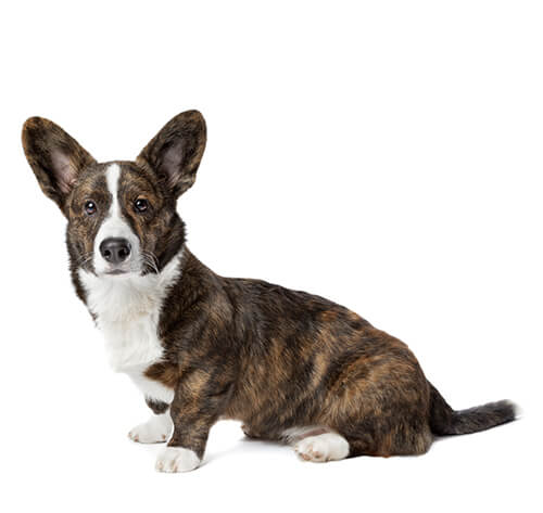 Informasjon om Welsh Corgi (Cardigan) hunderasen | Purina NO